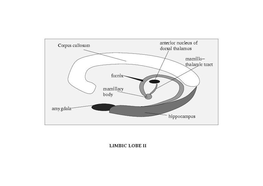 Limbic System 2